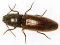 Athous haemorrhoidalis